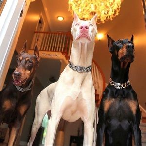 Meet your Posher, Rah